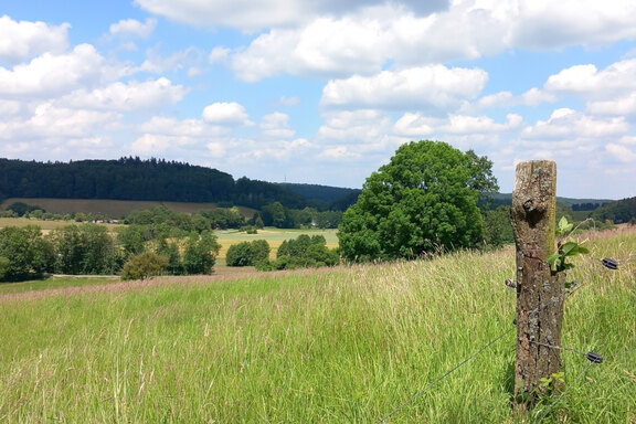240714_Brandau.jpg 