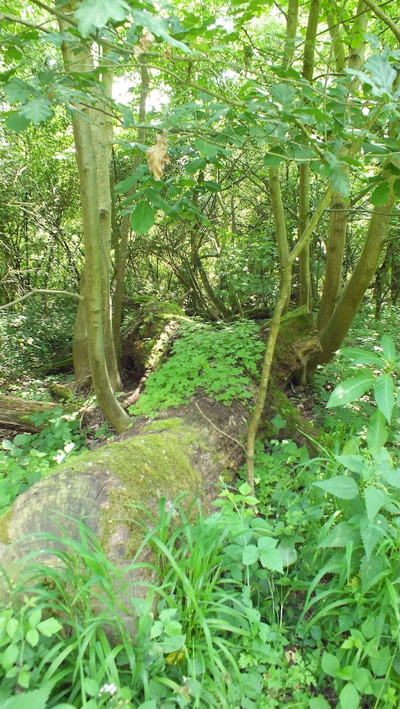Grüner Wald mit vermostem Stamm
